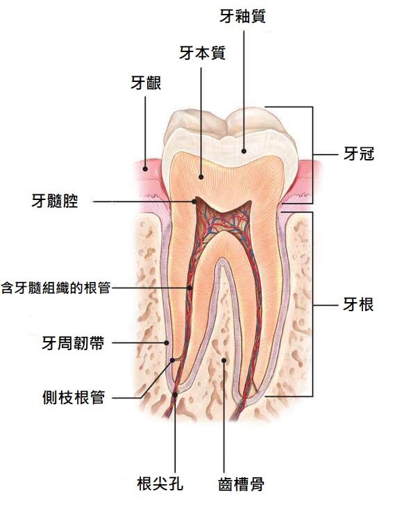 抽神經後牙齒變黑 根管治療後牙齒美白推薦 全瓷冠牙套 劉得廷醫師